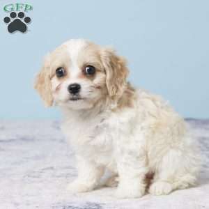 Grace, Cavachon Puppy